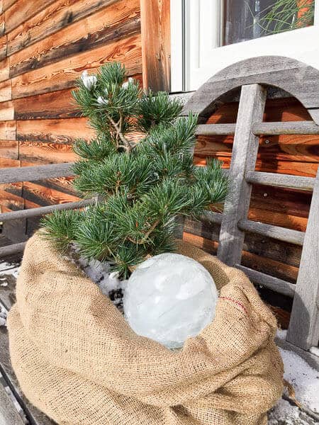 Mädchenkiefer als Geburtstagsgeschenk – eingepackt in Jutesack mit Eiskugel.