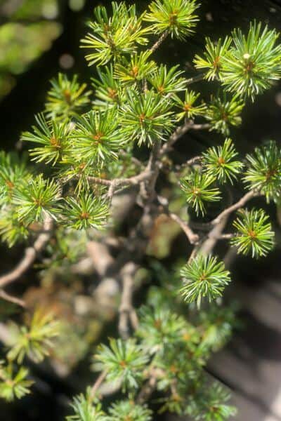 Bonsai-Mädchenkiefer erholt – grüne Nadeln nach Jahren der Geduld.
