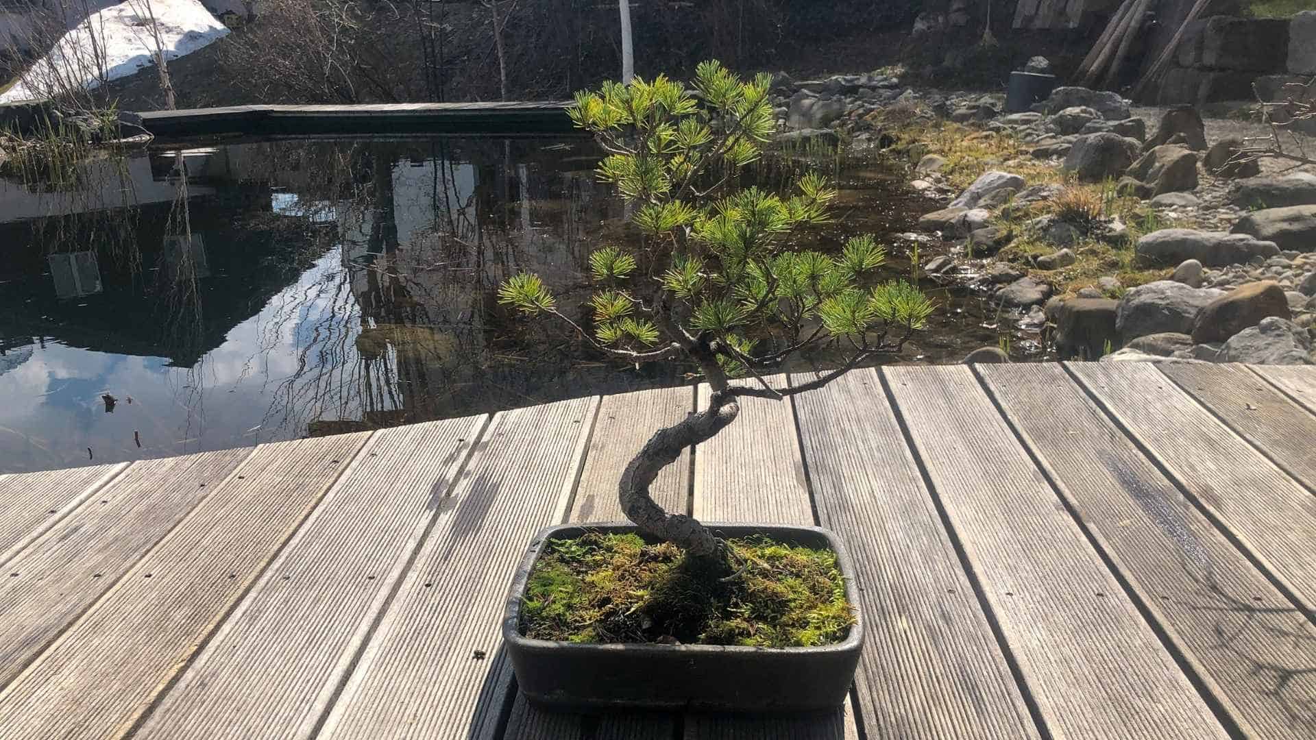 Japanische Mädchenkiefer als Bonsai – knorrig, still, wunderschön.