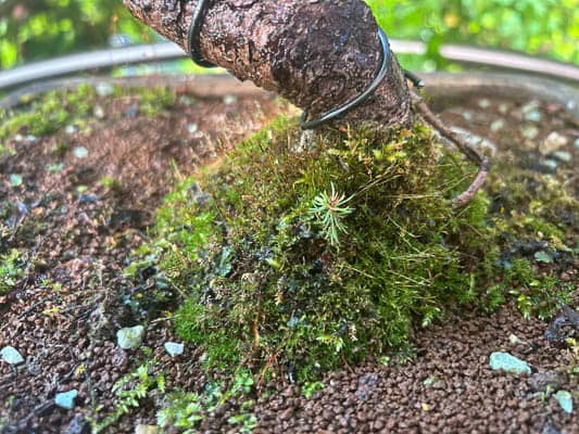 Sämling zwischen Moosboden – ein winziger Stern, kaum einen Zentimeter hoch.